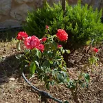 Idalia - Katerina Villa